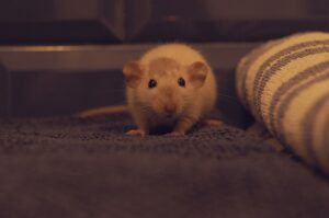 A Beginner’s Guide to Hamster Ownership