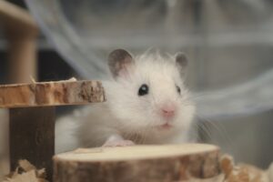 A Day in the Life of a Hamster