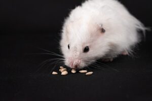 Caring for Dwarf Hamsters