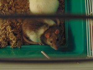 Hammy the Explorer A Hamster’s Tale