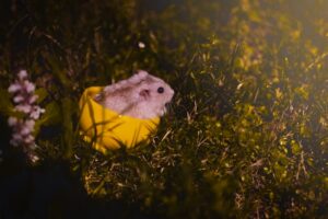 Hamster Chronicles Furry Little Legends