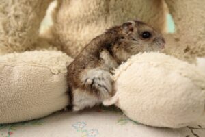 Hamster Chronicles Wheel of Destiny