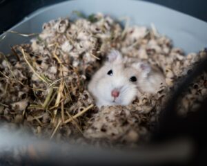 Hamster Haven Building the Perfect Habitat