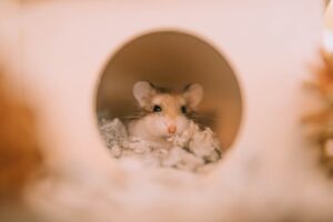 Hamster Heroes Tales from the Cage