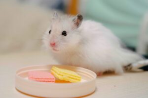 Hamster High Squeak Week Drama