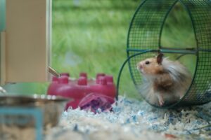 Hamster Nutrition What to Feed Your Furry Friend