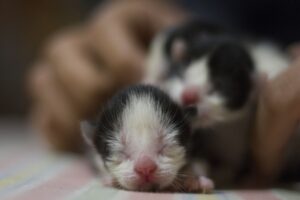 Hamsters 101 Everything You Need to Know