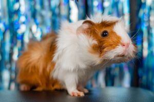 Hamsters and Their Habits