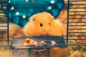 Hamsters at Home Building the Perfect Habitat