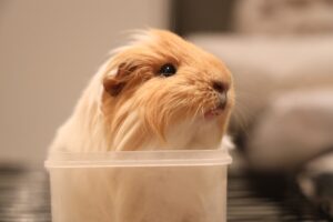 How to Train Your Hamster