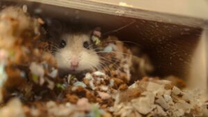 The Great Hamster Escape