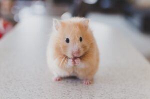 The Hamster Who Wanted to Fly