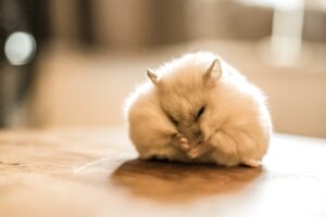 The Secret World of Hamsters