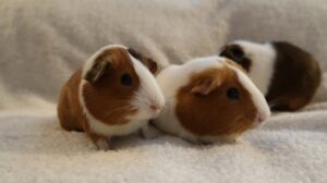 Training Your Hamster Tips and Tricks