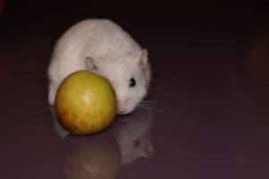 Whiskers & Wonders A Hamster’s Tale